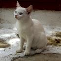 Mykonos Katzen (125)